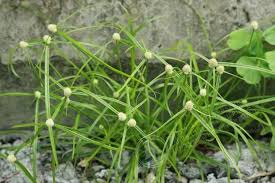 Image result for Kyllinga erecta