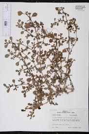 Image result for Trianthema