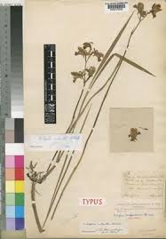 Image result for Eulophia calantha