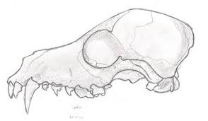 Working on perspective + drawing a skull is not that easy, but it was an awesome challenge! Easy Drawings Of Animal Skulls Novocom Top