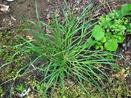 Image result for Eleusine