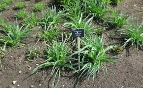 Image result for Echinacea Lustre hybrids