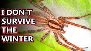 The webs are built in the grass, under boards and rocks, and among debris. American Grass Spider Facts The Harmless Funnel Weavers Animal Fact Files Youtube