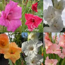 We did not find results for: Bibit Bunga Gladiol Lokal Pembelian Minimal 10 Umbi Shopee Indonesia