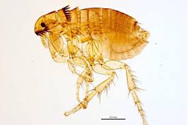Can I Get My Pet S Fleas Cat Fleas Fleas Cat Safe Plants