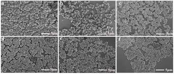 Image result for Tessmannia burttii