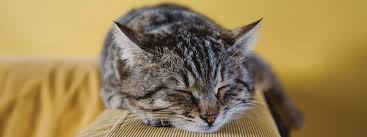 Give your cat food designed for her. Ten Reasons Senior Cats Rule Pawboost Blog