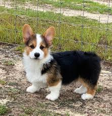 With the herding instinct inherent in them, you may find your pet desirous of chasing a moving object. Corgi Breeder Corgis At Elfin Farms United States