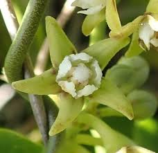 Image result for Cynanchum obtusifolium