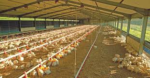 Wholesome food that they could feed their family with confidence. The Unexpected Demand For Free Range Chicken In Sa
