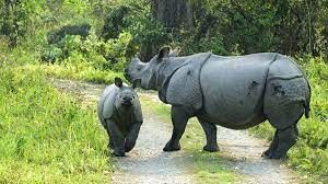 silver lines travel to manas national park tour packages with low cost car rental tour packages national park tours national parks