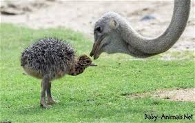 Baby Ostrich Baby Animals Baby Animals Baby Ostrich Animals Friends