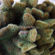 Image result for Pavonia leptocalyx