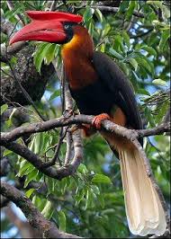 Bird That Sounds Like A Monkey Philippines In 2020 Pet Birds Beautiful Birds Nature Animals