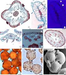 Image result for Rutidea fuscescens