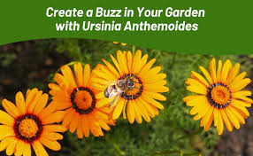 Image result for Ursinia montana