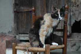 Why Is My Cat Eating So Much And Losing Weight Nova Cat Clinic Arlington Va Cat Only Veterinarian Hospital