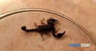Scorpioni in casa cosa fare e cosa non fare? Valdellatorre Lo Scorpione S Intrufola In Casa Cosa Fare Quando Si Incontrano 30 Agosto 2018