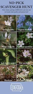 Take A Spring Wildflower No Pick Scavenger Hunt Wild Flowers Spring Wildflowers Iowa