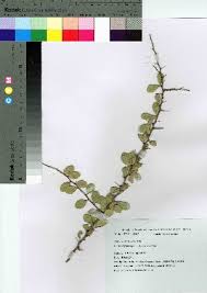 Image result for Gymnosporia pubescens