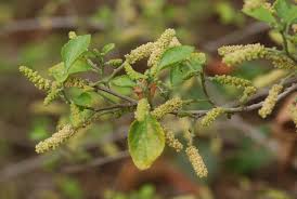 Image result for Acalypha fruticosa