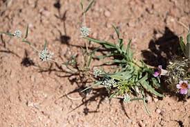 Image result for Limeum viscosum