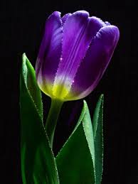 Gif Paradise Beautiful Flowers Images Glowing Flowers Flowers Gif