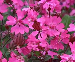 Image result for Silene