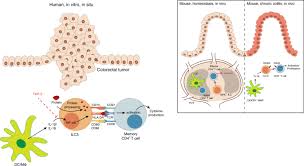 Cytokine is a general name; Cytokines Regulate The Antigen Presenting Characteristics Of Human Circulating And Tissue Resident Intestinal Ilcs Nature Communications