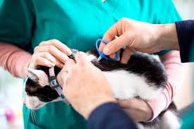Raghad muath tagged best friend veterinary clinic. How To Relocate Your Pets Out Of Qatar