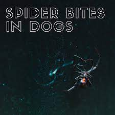 The symptoms of spider bites on dogs will be determined by the species or type of spider responsible. The Danger Of Spider Bites To Your Dog With Photos Pethelpful