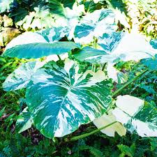 Image result for Eleocharis variegata