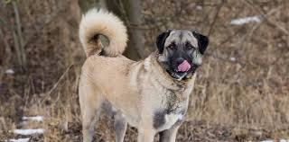 Anatolian Shepherd Puppies For Sale Greenfield Puppies