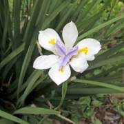 Image result for Dietes flavida