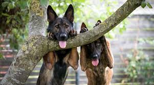 Maybe you would like to learn more about one of these? Dutch Shepherd Vs German Shepherd Differences Similarities