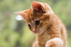 This organization sponsors a spay/neuter voucher program through participating veterinary clinics. Cost Of Spaying Or Neutering Your Pet