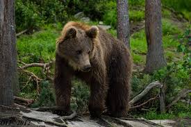 423,215 likes · 13,432 talking about this. Niedzwiedz Zdemolowal Samochod Turystow Foto Wmeritum Pl