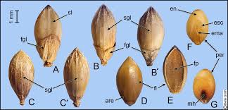 Image result for Urochloa arrecta