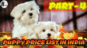 Find papillon dog from a vast selection of dalmatian. Dog Price List In India Part 4 Price List Hinglish Facts Youtube