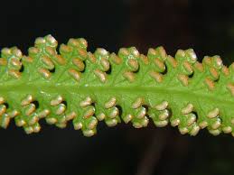 Image result for Oleandra distenta