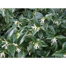 Essendo neutro e sofisticato allo stesso tempo il. 1 Pianta Di Sarcococca Confusa Vaso 16cm Fiori Bianchi Profumati 621224