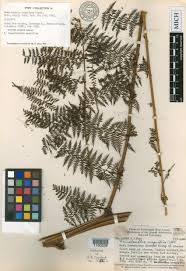 Image result for Blotiella bouxiniana