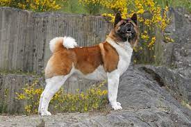 The average weight of males can be between 65 to 75 pounds while females weigh 55 to 65 pounds. Akita Dog Breed Information
