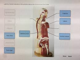 Learn vocabulary, terms and more with flashcards, games and other study tools. Solved Label The Muscles Indicated On This Posterior Late Chegg Com