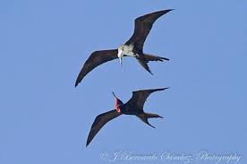 Black Bird With White Chest Colorado Magnificent Frigate Bird Couple Florida Keys Florida Birding Sea Birds Bird Photo