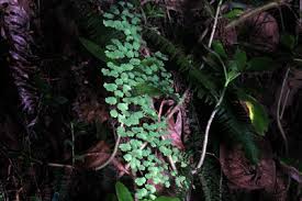 Image result for Adiantum poiretii
