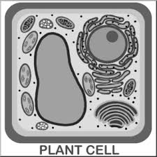 Are you ready for some hocus pocus buzzwords? Clip Art Cells Plant Unlabeled Grayscale I Abcteach Com Abcteach