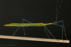 Image result for Pleiotaxis pulcherrima