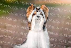tuy dokmeyen 15 kopek cinsi pet okulu kopek kopek egitimi hayvan