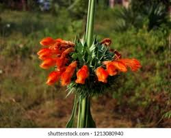 Image result for Vernonia nepetifolia